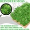 Preserved Moss for Crafts Green Reindeer Moss for Potted Plants, Craft Decorative Moss Decor for Wall Art, Dried Moss